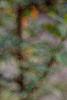 Pyracantha coccinea, fruit