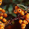 Pyracantha coccinea, fruit