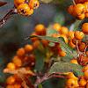 Pyracantha coccinea, fruit