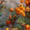 Pyracantha coccinea, fruit