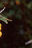Pyracantha coccinea, fruit