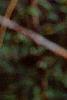 Pyracantha coccinea, fruit