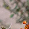 Pyracantha coccinea, fruit
