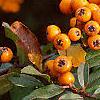Pyracantha coccinea, fruit