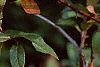 Pyracantha coccinea, fruit