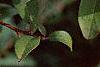 Pyracantha coccinea, fruit
