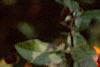 Pyracantha coccinea, fruit