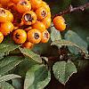 Pyracantha coccinea, fruit