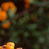 Pyracantha coccinea, fruit