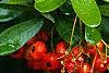 Pyracantha crenatoserrata 'Graberi', fruit