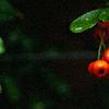 Pyracantha crenatoserrata 'Graberi', fruit