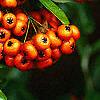 Pyracantha crenatoserrata 'Graberi', fruit