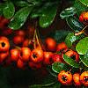 Pyracantha crenatoserrata 'Graberi', fruit