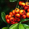Pyracantha crenatoserrata 'Graberi', fruit