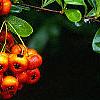 Pyracantha crenatoserrata 'Graberi', fruit