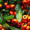 Pyracantha crenatoserrata 'Graberi', fruit