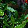 Pyracantha crenatoserrata 'Graberi', fruit