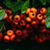 Pyracantha crenatoserrata 'Graberi', fruit