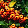 Pyracantha crenatoserrata 'Graberi', fruit
