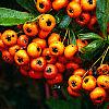 Pyracantha crenatoserrata 'Graberi', fruit