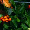 Pyracantha crenatoserrata 'Graberi', fruit