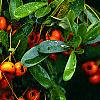Pyracantha crenatoserrata 'Graberi', fruit