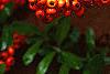 Pyracantha crenatoserrata 'Graberi', fruit