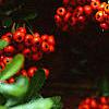 Pyracantha crenatoserrata 'Graberi', fruit