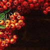 Pyracantha crenatoserrata 'Graberi', fruit