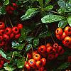 Pyracantha crenatoserrata 'Graberi', fruit