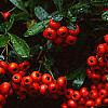 Pyracantha crenatoserrata 'Graberi', fruit