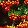 Pyracantha crenatoserrata 'Graberi', fruit