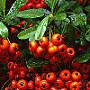 Pyracantha crenatoserrata 'Graberi', fruit