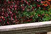 Pyracantha crenatoserrata 'Graberi', culture