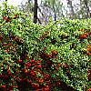 Pyracantha crenatoserrata 'Graberi', culture