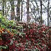 Pyracantha crenatoserrata 'Graberi', culture