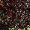 Pyracantha crenatoserrata 'Graberi', culture