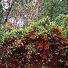 Pyracantha crenatoserrata 'Graberi', culture