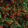 Pyracantha crenatoserrata 'Graberi', culture