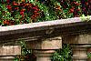Pyracantha crenatoserrata 'Graberi', culture