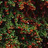 Pyracantha crenatoserrata 'Graberi', culture