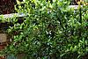 Pyracantha crenatoserrata 'Graberi', culture