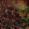 Pyracantha crenatoserrata 'Graberi', culture