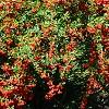 Pyracantha koidzumii 'Victory', habit