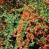 Pyracantha koidzumii 'Victory', habit