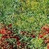 Pyracantha koidzumii 'Victory', habit