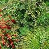 Pyracantha koidzumii 'Victory', habit