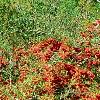 Pyracantha koidzumii 'Victory', habit