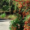 Pyracantha koidzumii 'Victory', habit