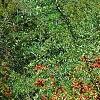 Pyracantha koidzumii 'Victory', habit